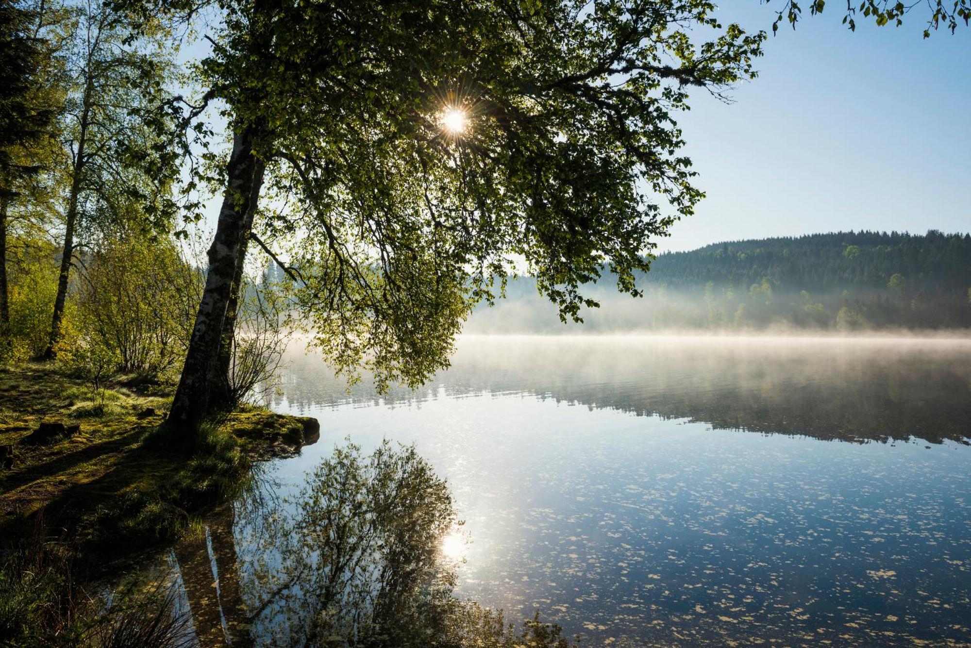 Ferienwohnung Am Schwellenweiher Feldberg  Dış mekan fotoğraf