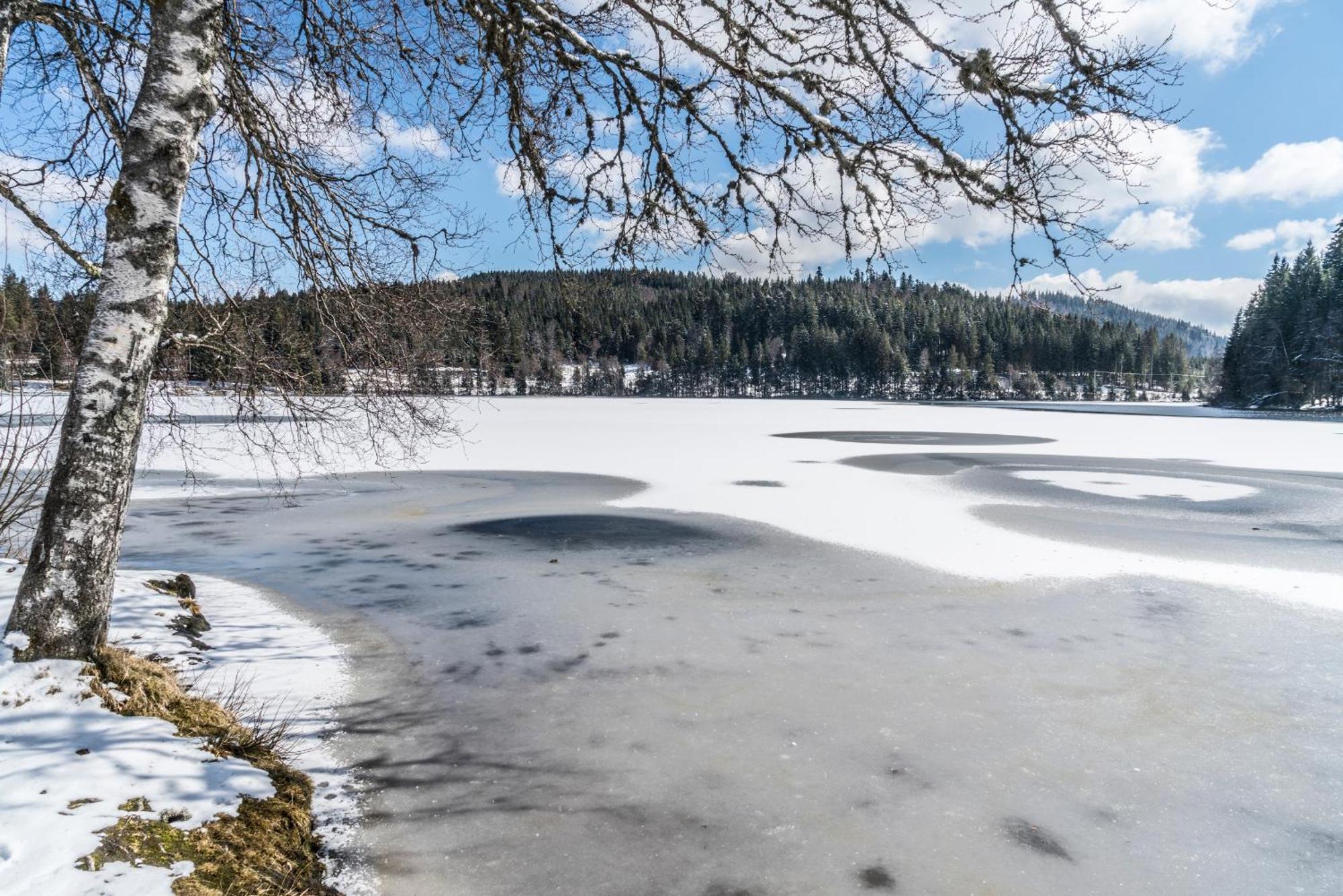 Ferienwohnung Am Schwellenweiher Feldberg  Dış mekan fotoğraf