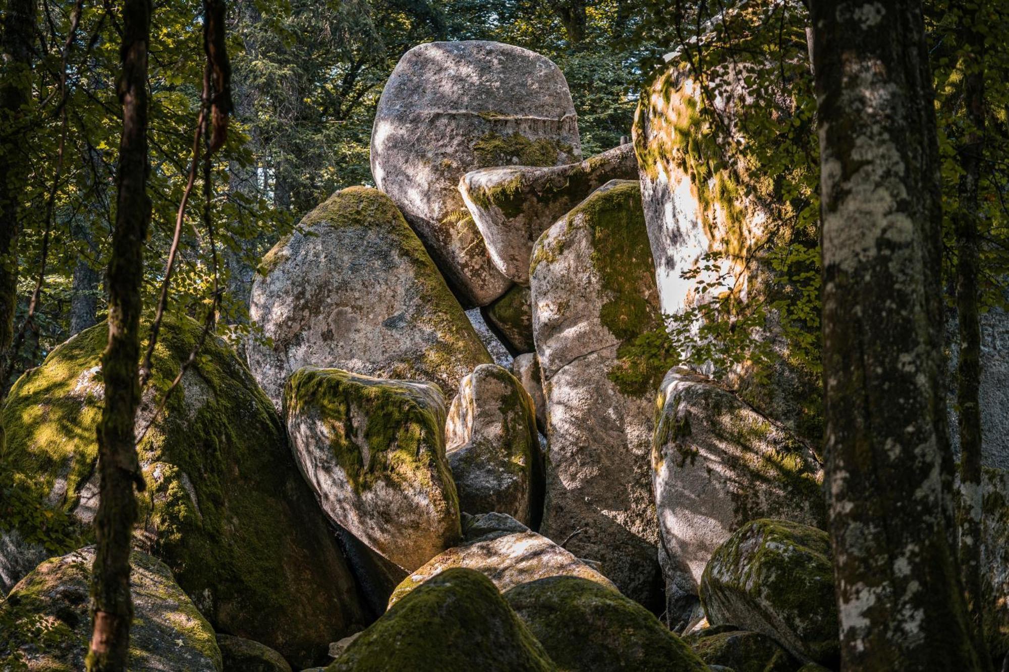 Ferienwohnung Am Schwellenweiher Feldberg  Dış mekan fotoğraf